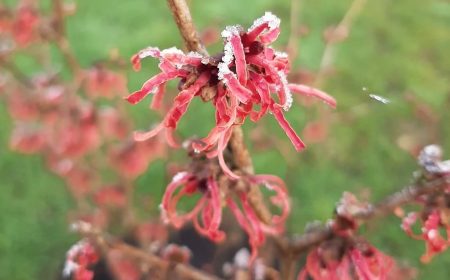 National Memorial Arboretum Awarded ‘National Plant Collection’ Status For Hamamelis And Amelanchier