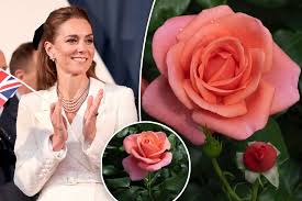 ‘Catherine’s Roses’ gift from HRH The Princess of Wales come into bloom at the National Memorial Arboretum